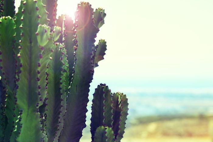 close-up photo of a cactus with lens flare
