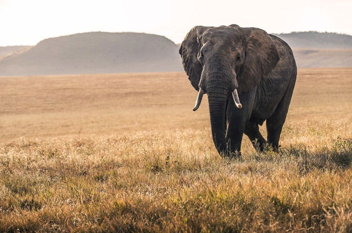 An elephant walking through a grassy landscape - wildlife photography clothes