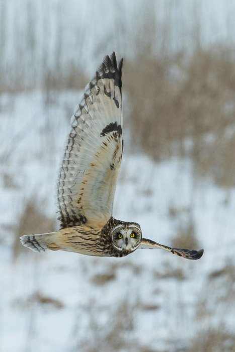An owl mid-flight - nature photography and wildlife clothes