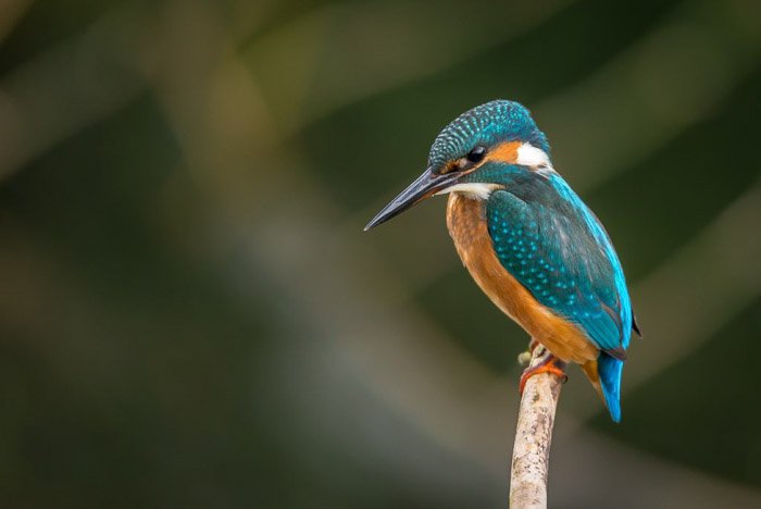 A kingfisher perched on a branch - outdoor photography clothing