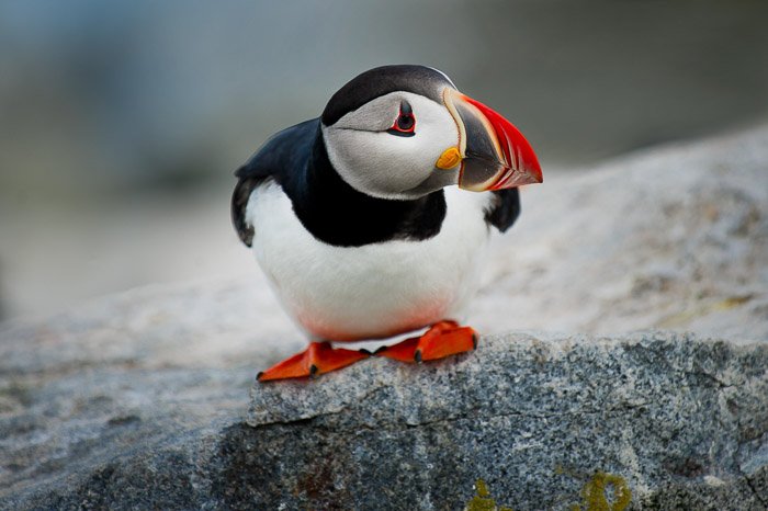 A Puffin sitting on a rock - nature and wildlife photography clothes