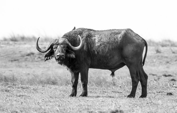 Atmospheric wildlife image of a Cape Buffalo (with an Oxpecker on its back) - safari photography tips 