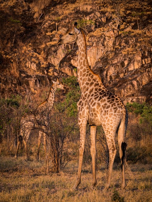 Wildlife portrait of two giraffes looking surprisingly camouflaged against the sunlit rocks in Chobe National Park, Botswana.