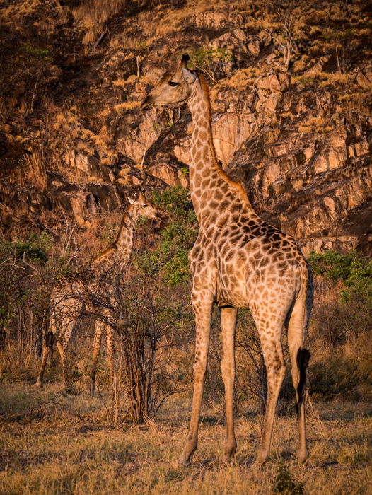 Wildlife portrait of two giraffes looking surprisingly camouflaged against the sunlit rocks in Chobe National Park, Botswana.