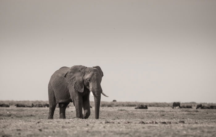 How to Capture Stunning Safari Photography on Your Next Trip - 11