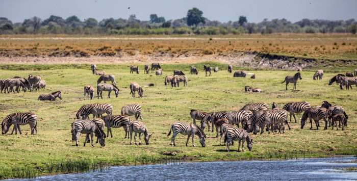 Zebras grazing in a safari park in Africa