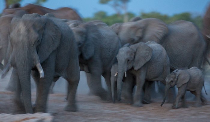 a herd of elephants, protecting their young calves, moving into the water hole - safari pictures