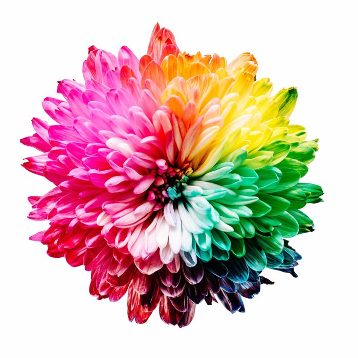 A stunning multicolored flower demonstrating complementary Colors Examples