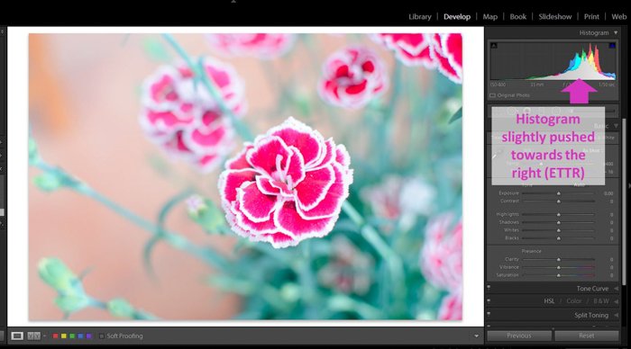 A screenshot of bringing down an overexposed pictured of a pink flower in Lightroom 