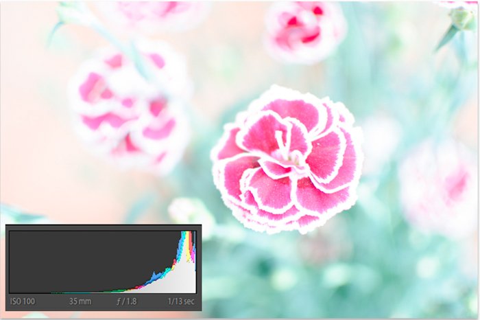 An underexposed flower image with histogram 