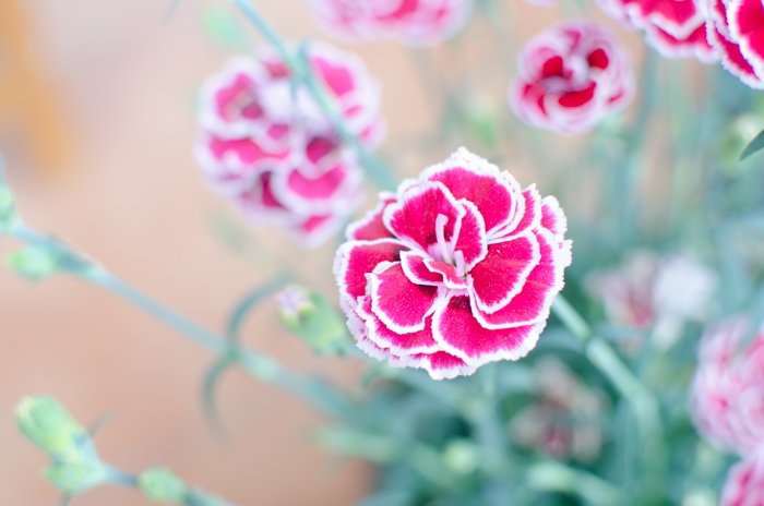 An overexposed pictured of a pink flower 