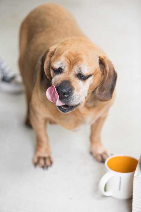 A cute brown dog was known for loving coffee with a cup in front of him - the decisive moment photography
