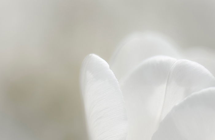 Minimal abstract flower photography of a blurry white flower on white background