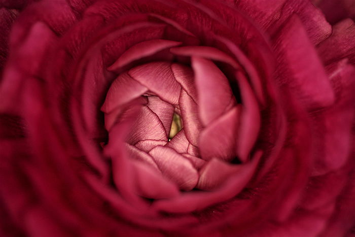 Abstract colorful pink blur photo of the center of a flower