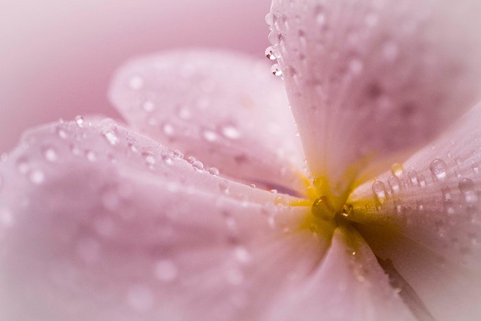 A close up photo of abstract flowers with a colorful pink blur and waterdrops