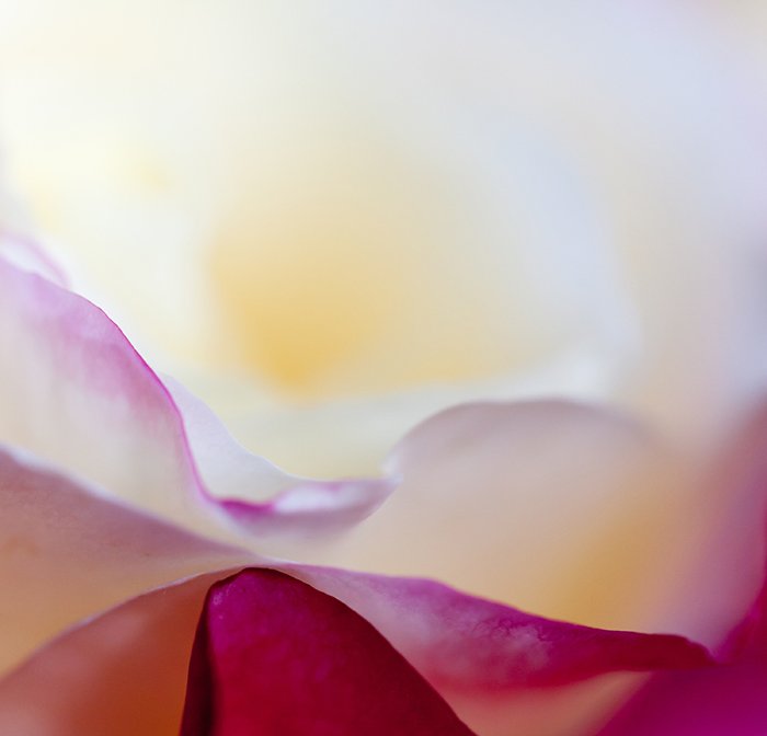 A close up photo of abstract flowers cropped in an abstract composition