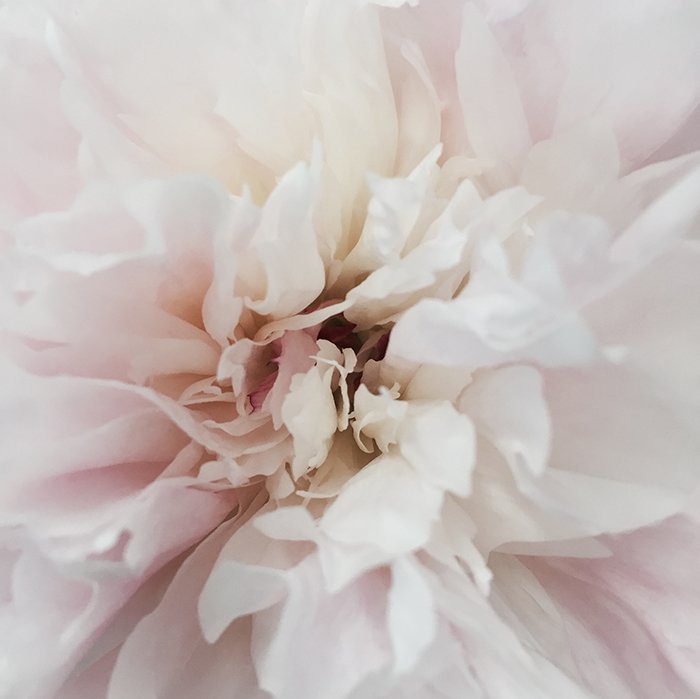 Abstract shot of the center of a white and pink flower