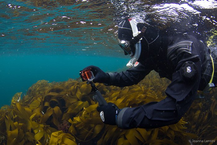 An underwater photographer capturing images of seaweed- adventure photography gear