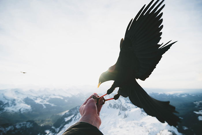 Atmospheric wildlife portrait of a bid of prey landing on someones hand - cool animal photography examples