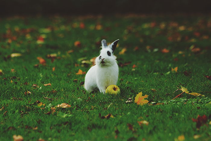 Sweet wildlife photo of a rabbit on grass - cool animal photography examples