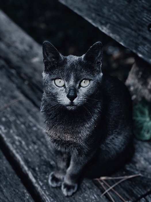 Overhead photo of a grey cat outdoors