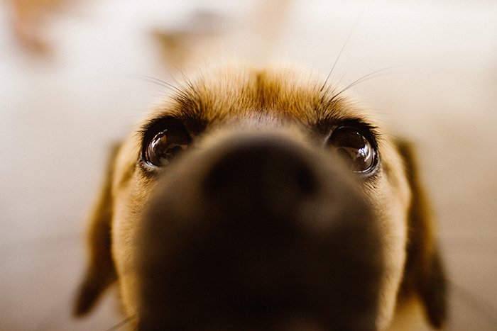Adorable close up of a Labrador puppy - cool animal photography examples