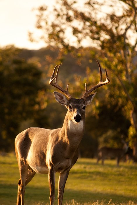 Stunning wildlife portrait of a deer shot during golden hour- best animal photography examples 