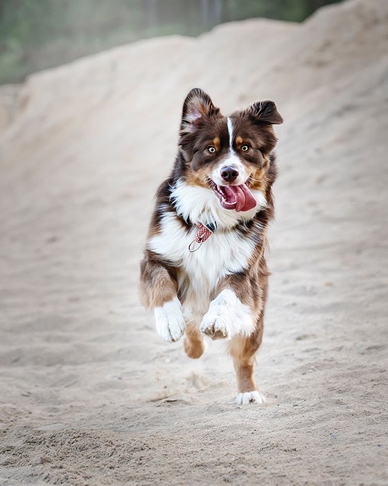 Energetic action photo of a dog running on the beach - cool animal photography examples