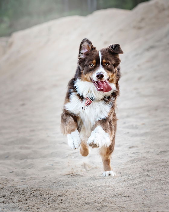 30 Unique Animal Photography Tips to Inspire You - 97