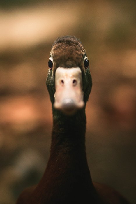 Wildlife portrait of a duck