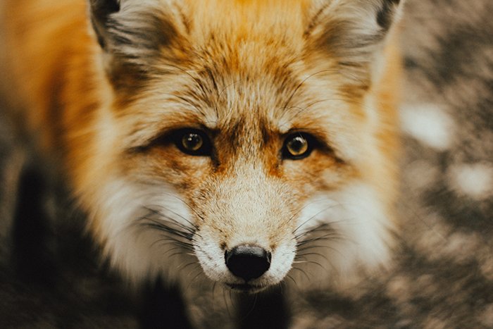 Atmospheric wildlife portrait of a fox - cool animal photography examples