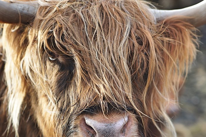 Atmospheric wildlife portrait of a highland cow - cool animal photography examples