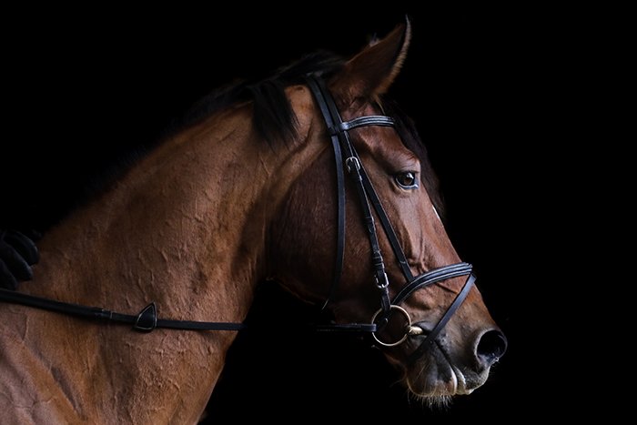 Professional Photos of Horses Using Natural Light and a Black Background