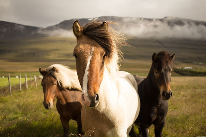 30 Unique Animal Photography Tips to Inspire You - 46