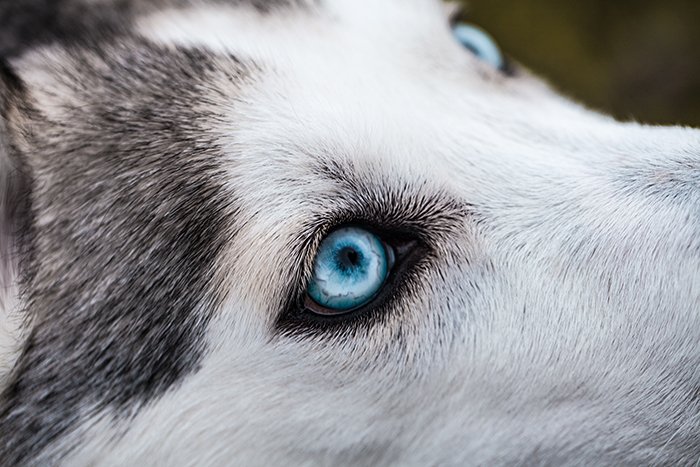 A close up of a blue eyed husky