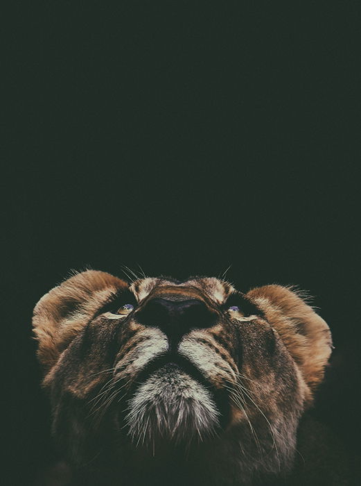 30 Unique Animal Photography Examples to Inspire You