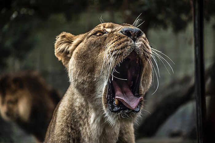 Cool photo of a lioness yawning - cool animal photography examples