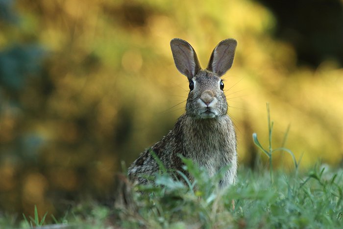 Sweet close up photo of a rabbit outdoors - cool animal photography examples