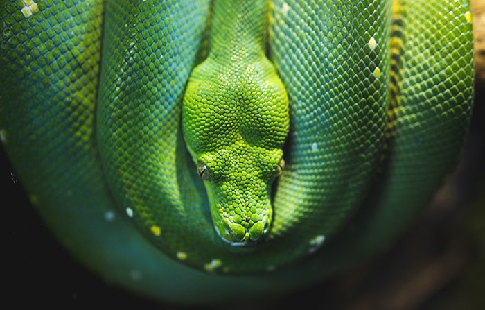 Cool overhead photo of a curled green snake - cool animal photography examples