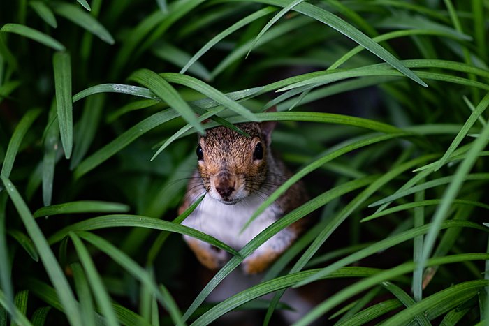 A close up wildlife shot of a squirrel hiding among grass - animal photography examples