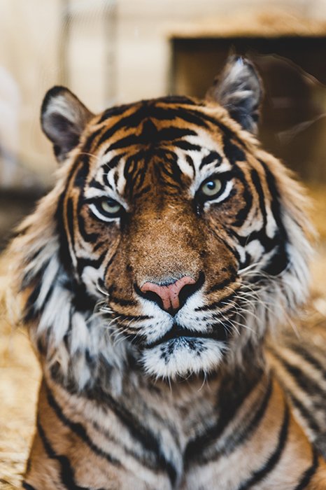Atmospheric close up photo of a tiger with focus on its eyes - cool animal photography examples