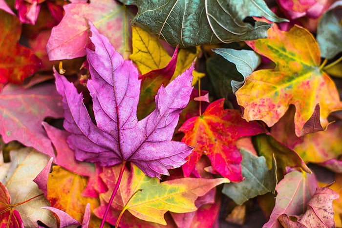 Autumn photography of colorful leaves on the ground