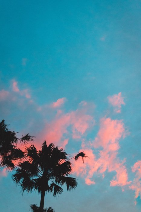 An image of two silhouettes of palm trees on a cyan and red background