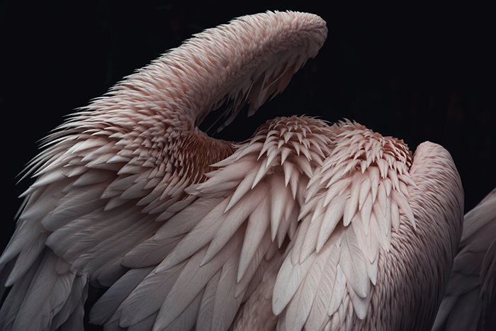 An abstract photo of pink pelican feathers - form in photography