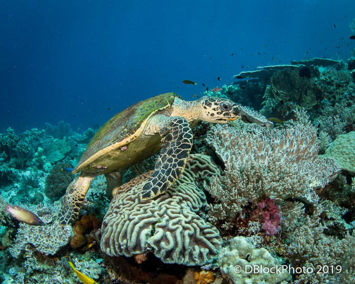 Atmospheric underwater ocean picture of a seaturtle swimming near rocks 