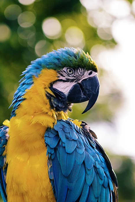 Stunning portarit of a blue and yellow macaw parrot - using vibrant colors in photography