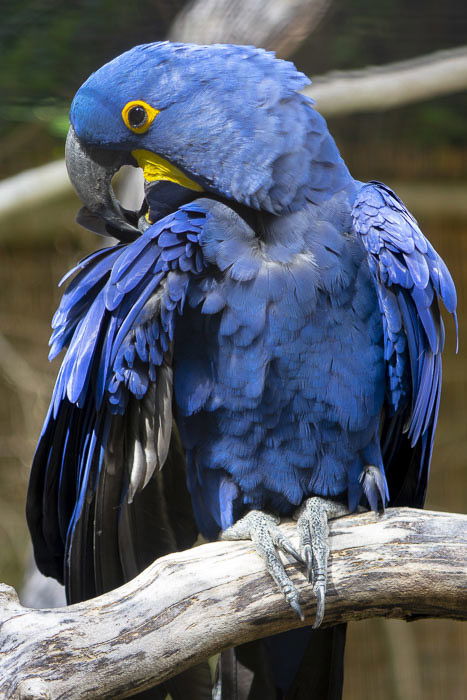 A blue parrot shot with a telephoto lens