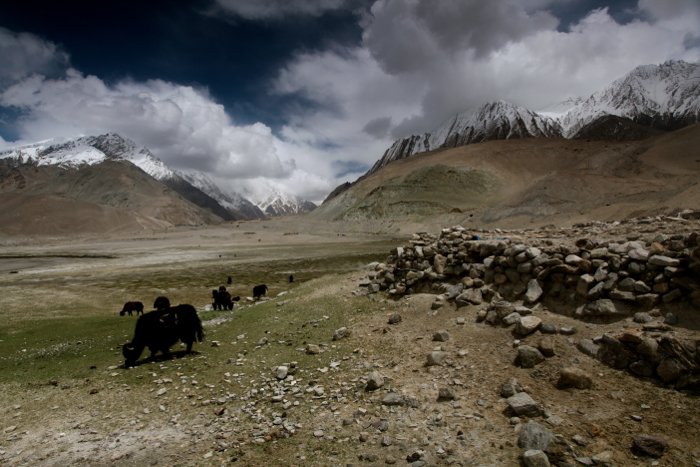 A black yak grazes on a mountain pass - beginner adventure photography