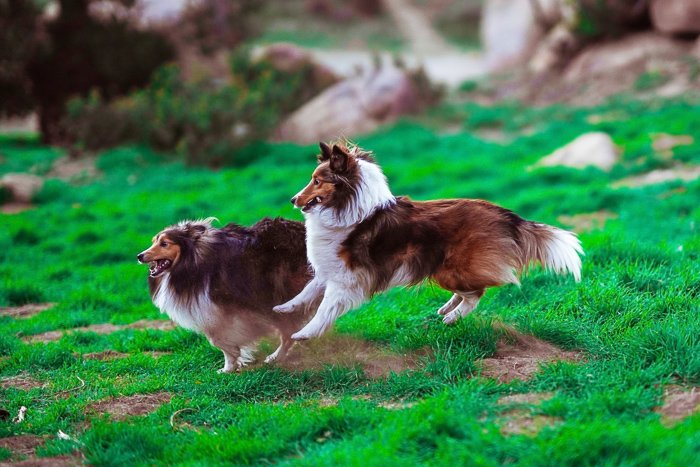 Adorable pet photo of two collie dogs running through nature - dog photography tips