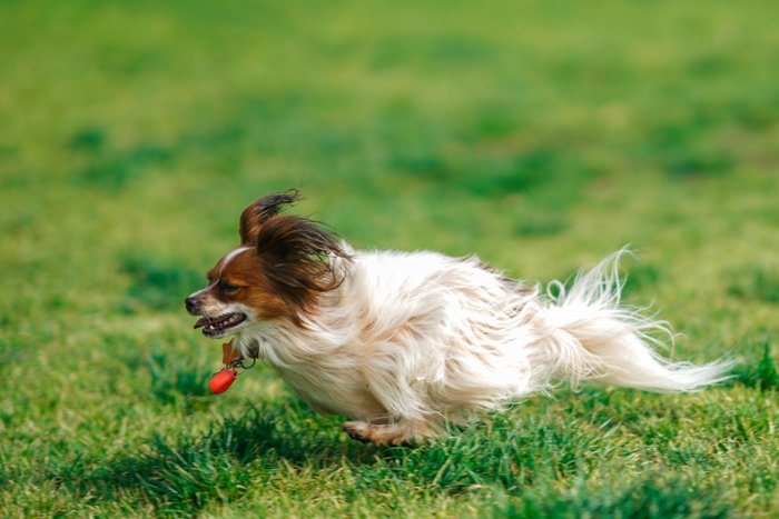Cool pet photography action shot of a cute brown and white dog running through grass